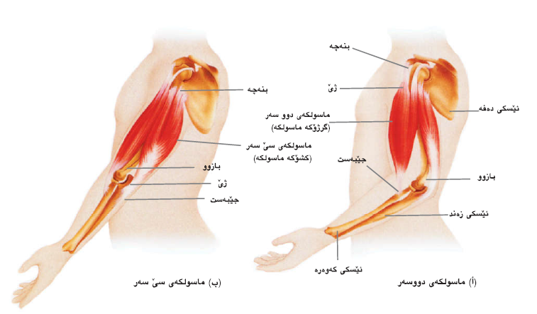 گەورەترین پلاتفۆرمی تایبەت زانیاری