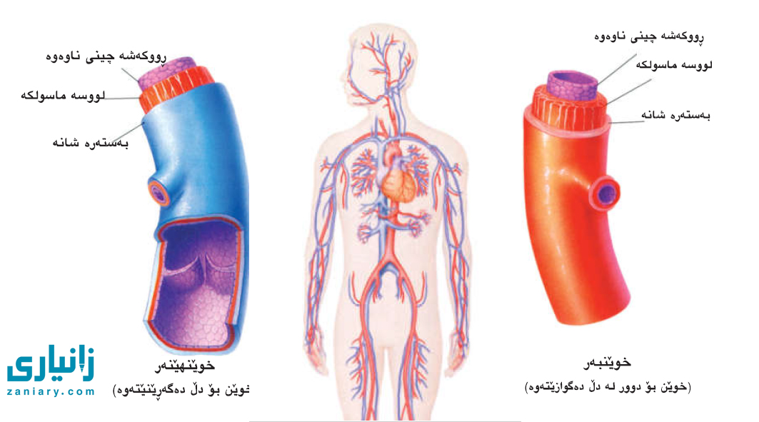 گەورەترین پلاتفۆرمی تایبەت زانیاری