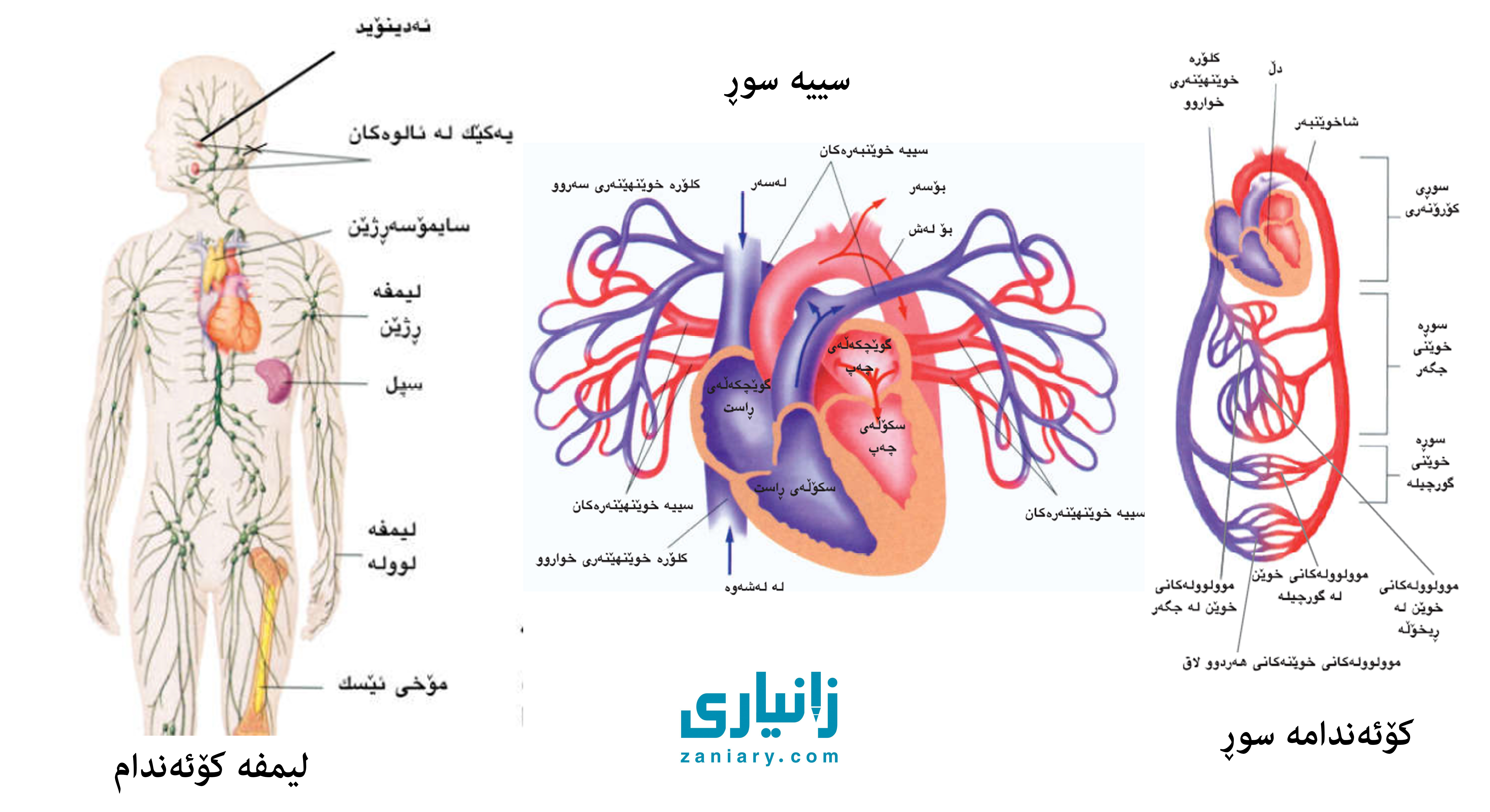 گەورەترین پلاتفۆرمی تایبەت زانیاری