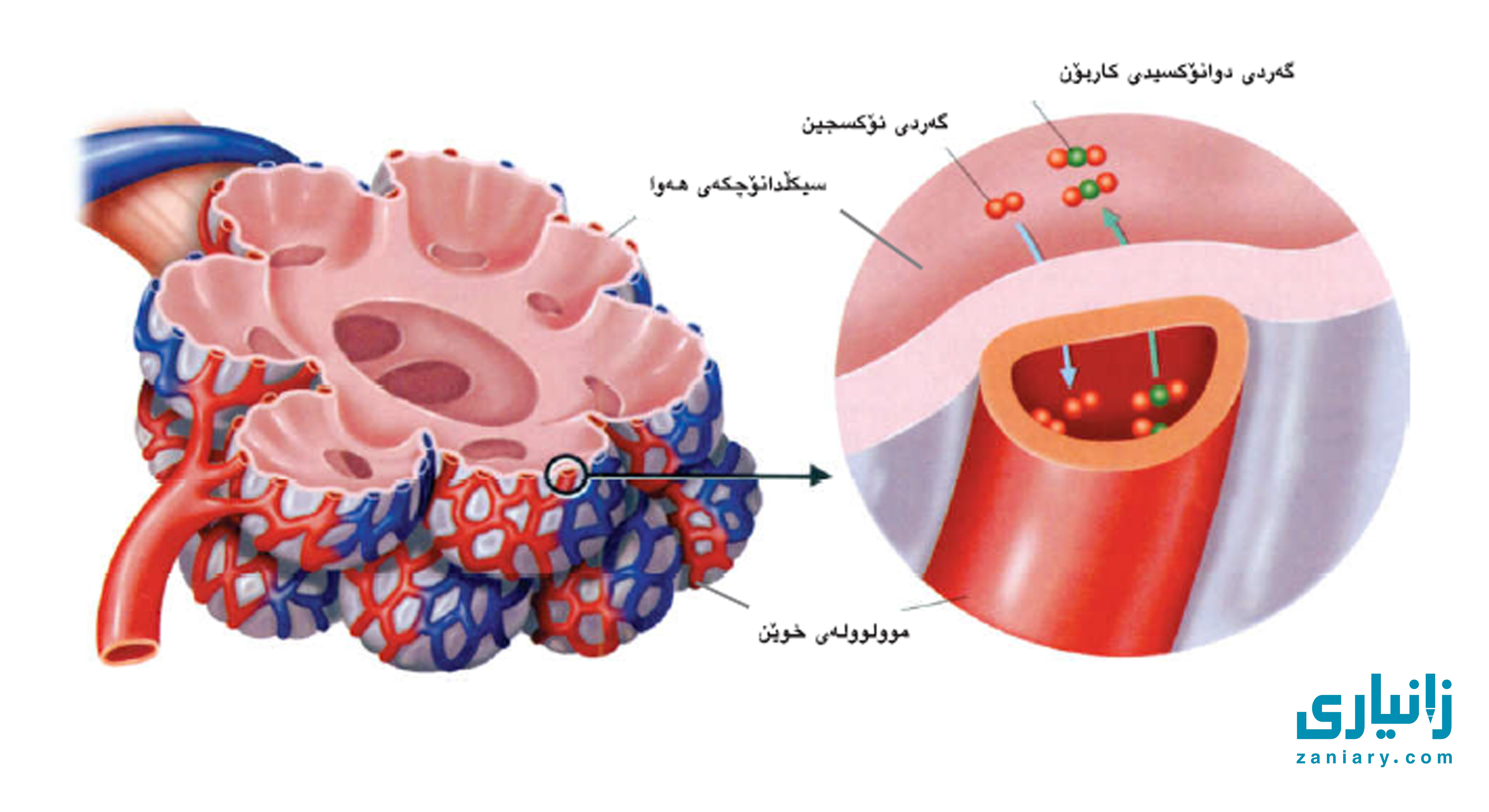 ئاڵوگۆڕی گازەکان و گواستنەوەیان