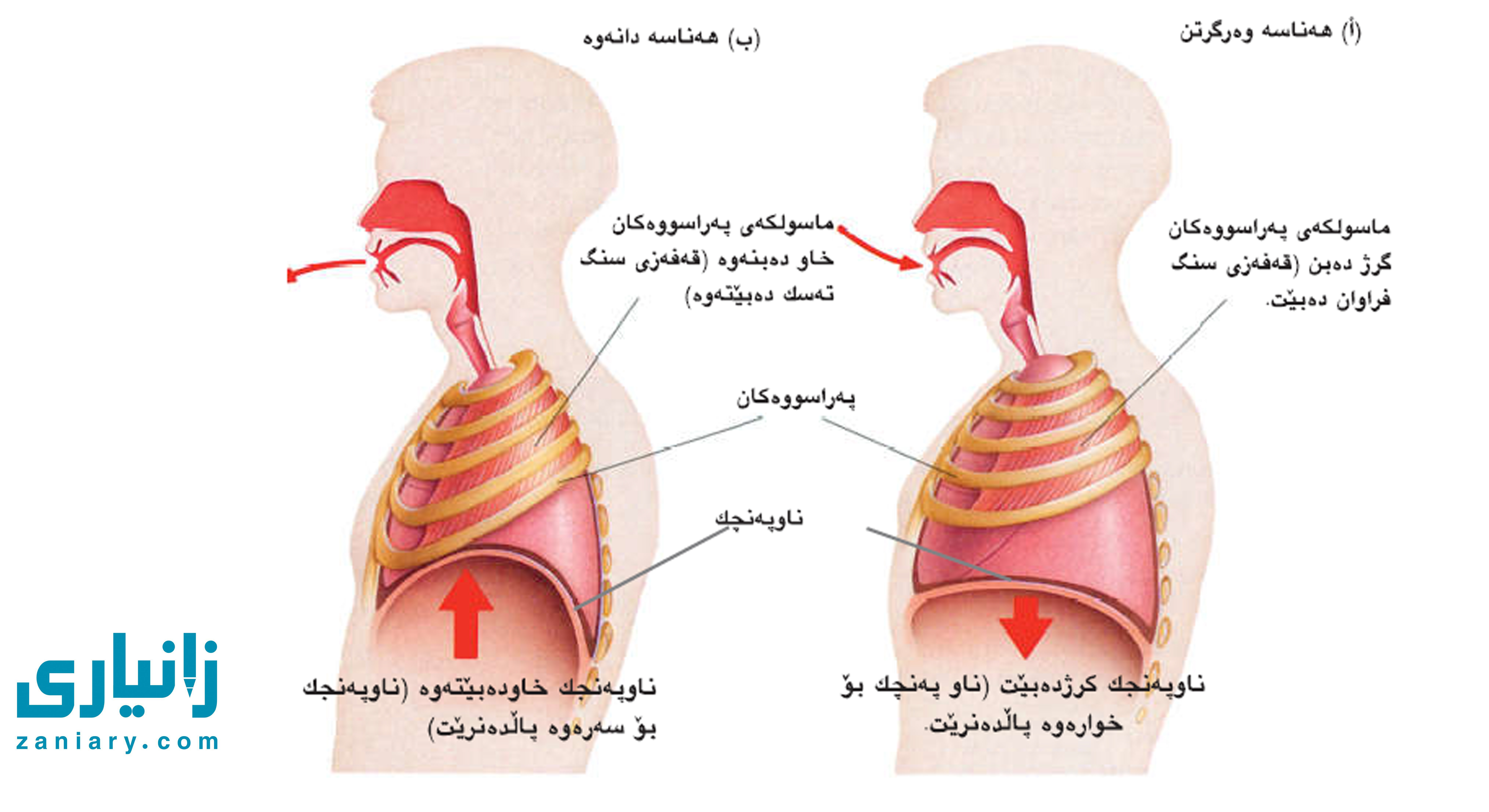 میکانیزمی هەناسەدان