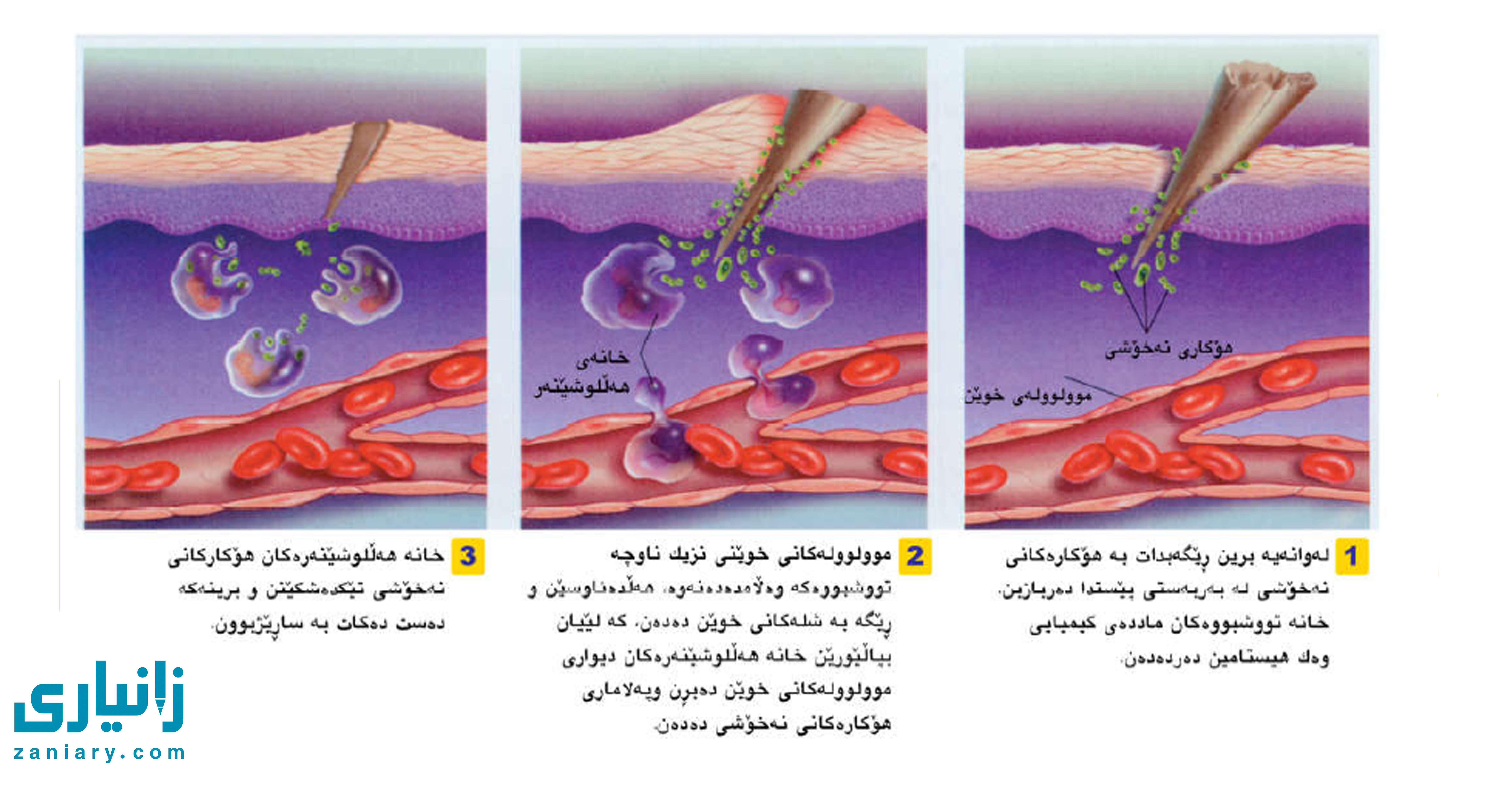 گەورەترین پلاتفۆرمی تایبەت زانیاری