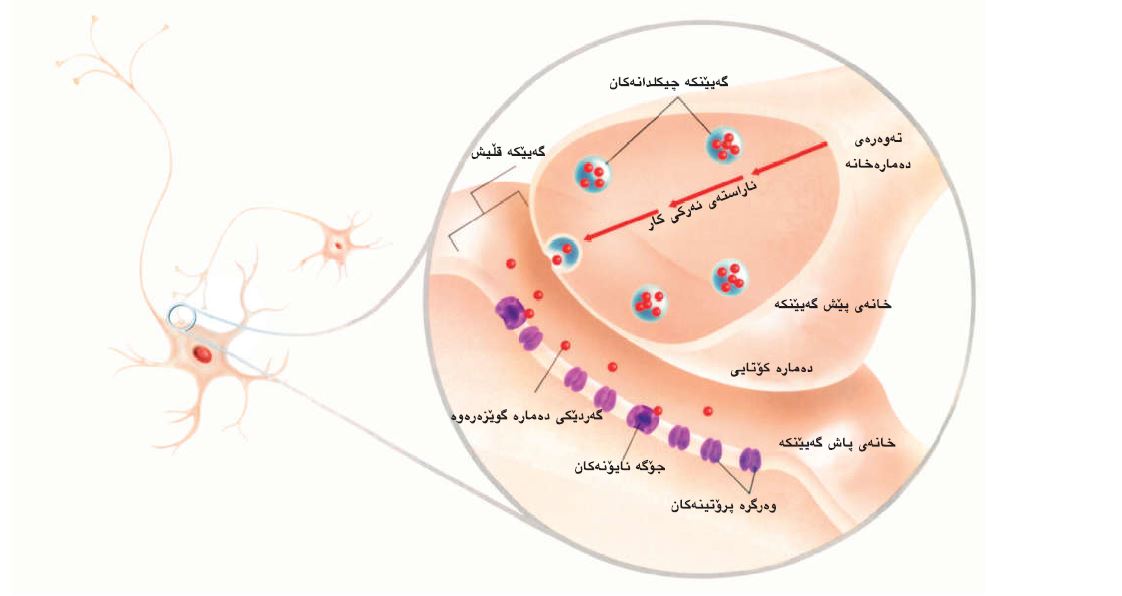 گواستنەوەی دەمارە ڕاگەیاندن لە گەیێنکە دەماردا