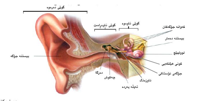 فرمانەکانی گوێ لە جەستەدا