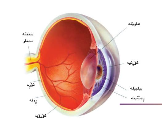 گەورەترین پلاتفۆرمی تایبەت زانیاری