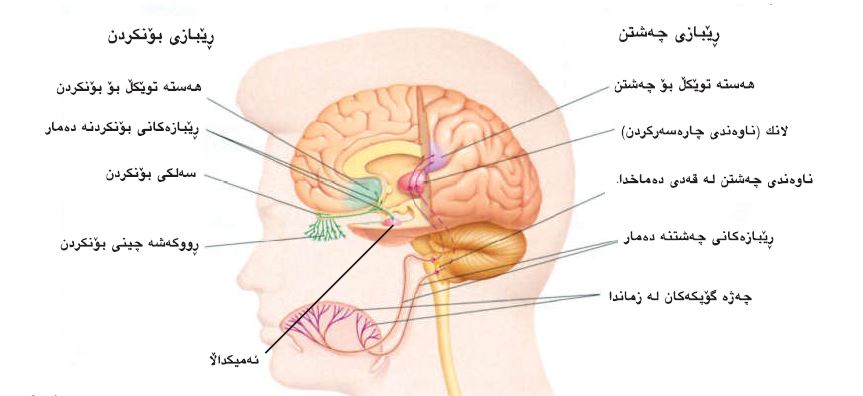 هەستە وەرگرەکانی چەشتن و بۆنکردن و پەستان و گەرمی