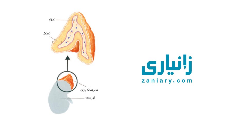 هەردوو ڕژێنی ئەدریناڵ