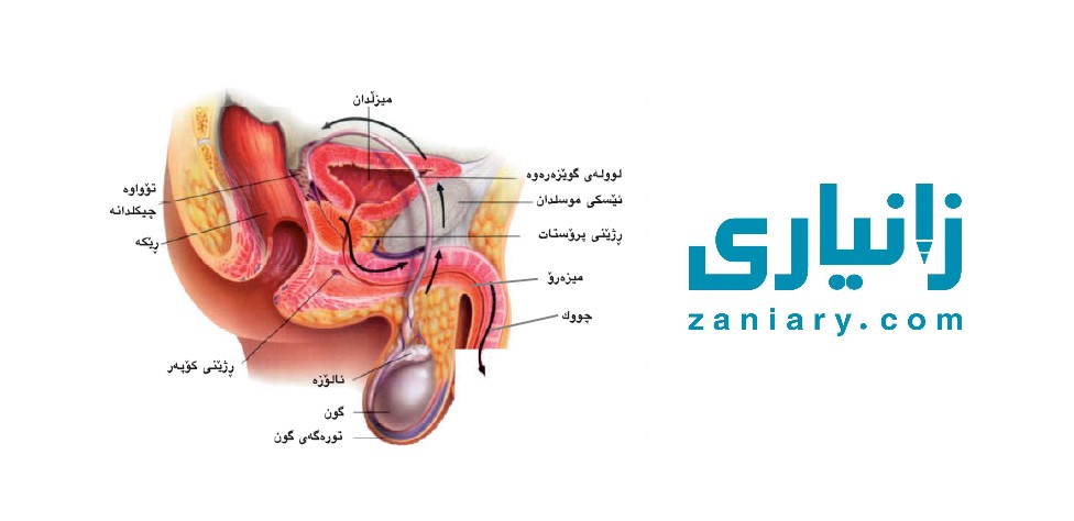 دروستبوونی تۆوەخانەکان لە نێرەدا