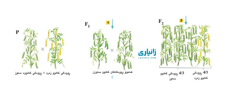 گەورەترین پلاتفۆرمی تایبەت زانیاری