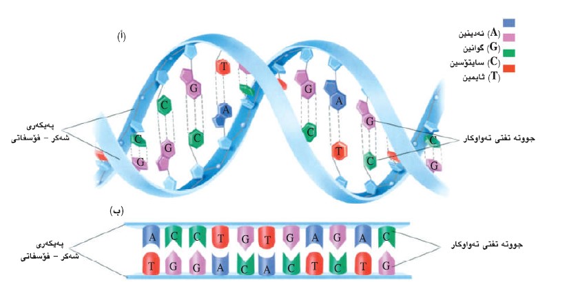پێکهاتەی دی ئێن ئەی - DNA