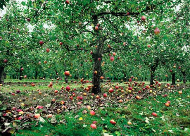 خێرایی کەوتنە خوارەوەی تەنەکان چەندە؟