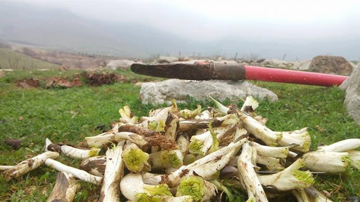 سوودەکانی کنگر - قنر