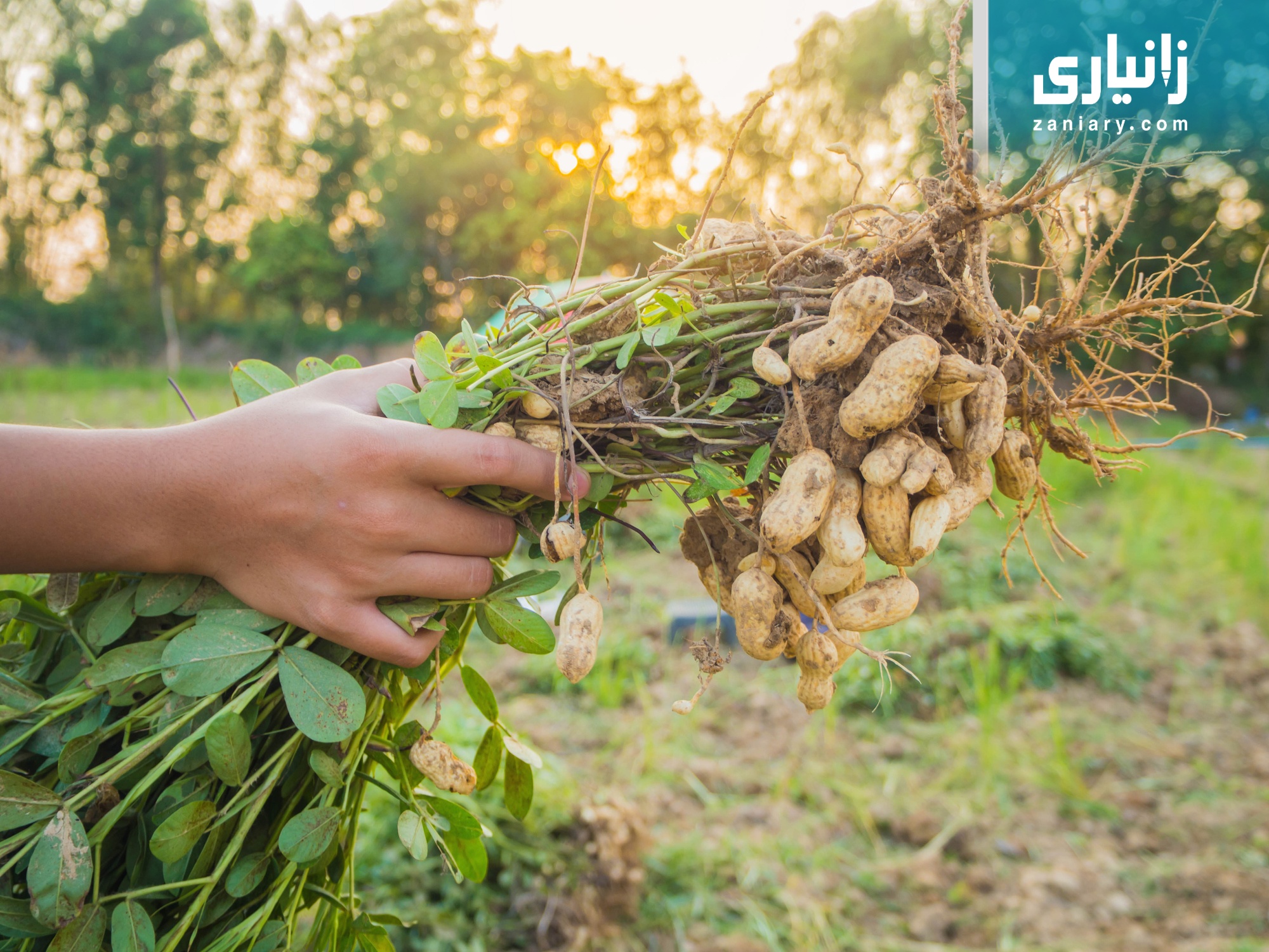 بادەمی ئەرزی