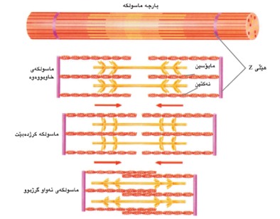 گەورەترین پلاتفۆرمی تایبەت زانیاری