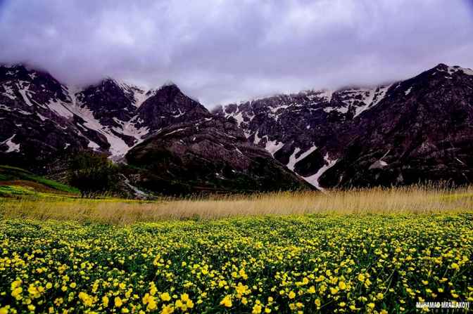 گوندی وێزێ