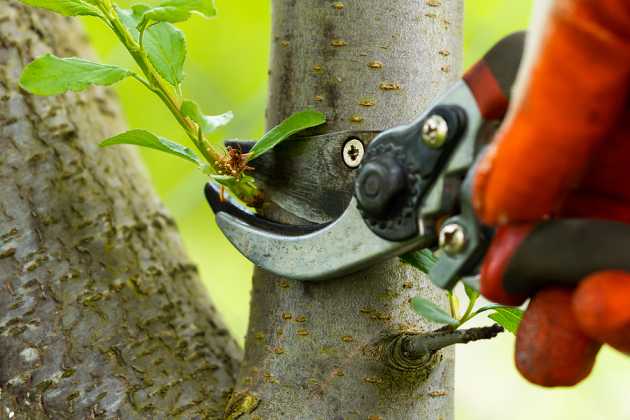 هەڵپاچینی دار